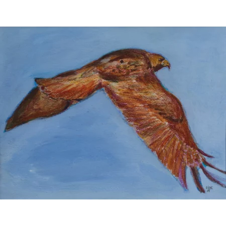 red tailed hawk drawing by Noel Hefele