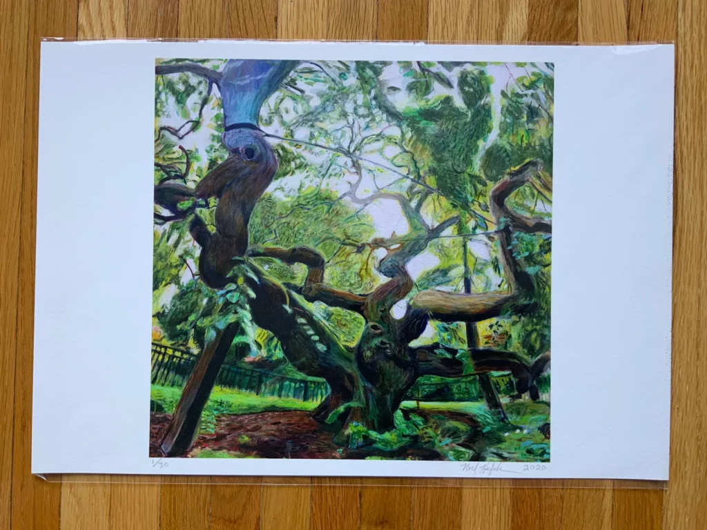 13x19 Print of Camperdown Elm on wooden floor