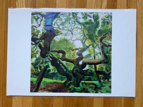 13x19 Print of Camperdown Elm on wooden floor