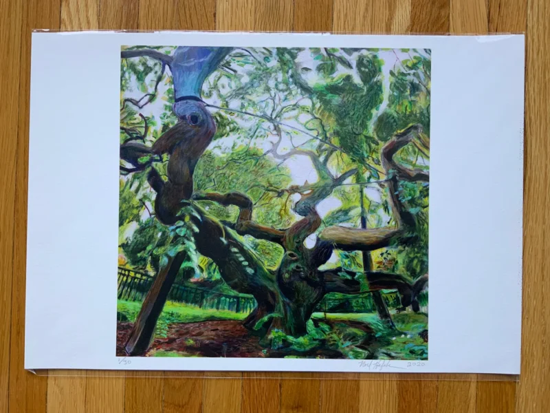 13x19 Print of Camperdown Elm on wooden floor