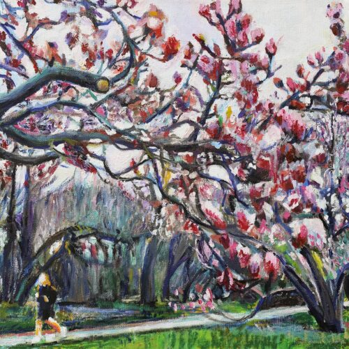 Prospect Park Magnolias