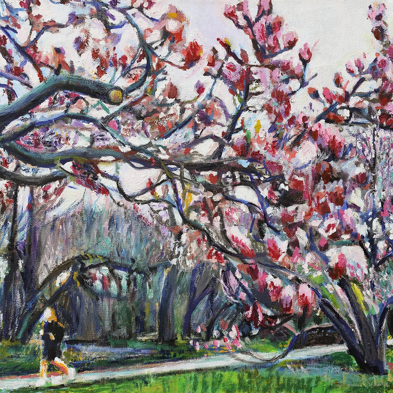 Prospect Park Magnolias